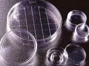 FalconⓇ Gridded 150×25mm Cell Culture Dishes(팔콘 셀컬춰디쉬_FA.353025) - 고려에이스 쇼핑몰