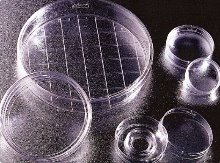 FalconⓇ Easy-Grip 60x15mm Cell culture Dishes (셀컬처 디쉬_이지그립 60mm, FA.353004) - 고려에이스 쇼핑몰
